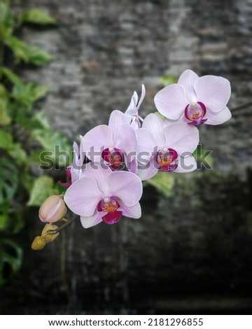 Beautiful Blooming Orchid in the morning
