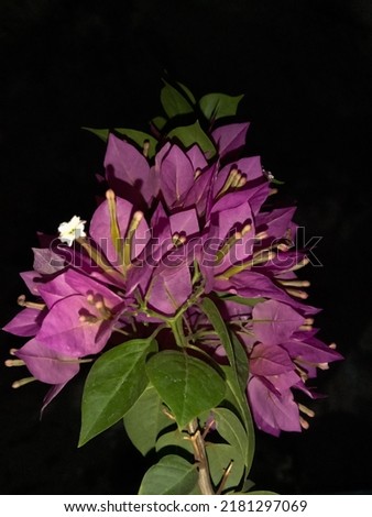 Bougainvillea glabra, the lesser bougainvillea or paperflower, looks so beautiful at night