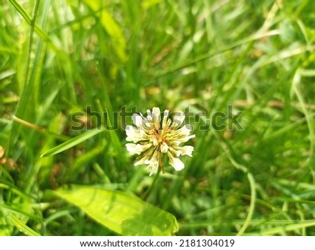Trifolium repens, the white clover (also known as Dutch clover, Ladino clover, or Ladino). Floral desktop background. Trifolium stoloniferum, the running buffalo clover Royalty-Free Stock Photo #2181304019