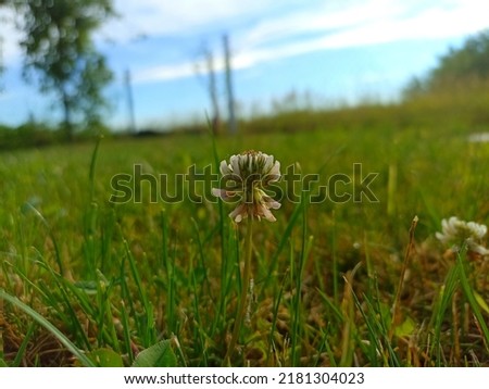 Trifolium repens, the white clover (also known as Dutch clover, Ladino clover, or Ladino). Floral desktop background. Trifolium stoloniferum, the running buffalo clover Royalty-Free Stock Photo #2181304023