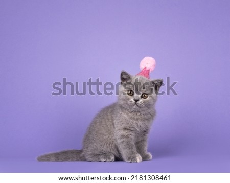 Cute blue tortie British Shorthair cat kitten, wearing pink birthday hat. Looking straight to camera. isolated on a lilac purple background.