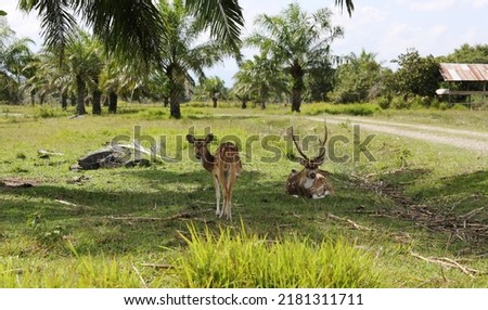 The spotted deer couple in the deer park, taking shelter from the hot sun, picture taken during the day