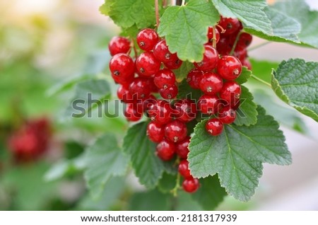 Close-up of ripe red currant berries, selective focus. Concept of growing your own organic food. Royalty-Free Stock Photo #2181317939