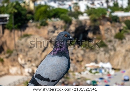 Beautiful view of a pigeon on the beach in Nerja Spain