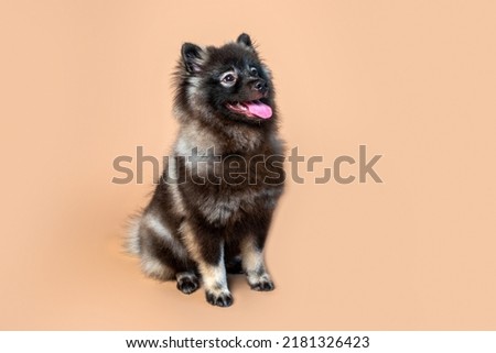 Keeshond puppy with white spectacles and intelligent expression. Studio setting on a plain backdrop. Medium size gray dog. Royalty-Free Stock Photo #2181326423