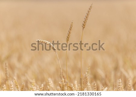 Selective focus of golden yellow grain on the field, Triticum aestivum common bread wheat, Ripe ears of green rye in the farm in summer, Agriculture industry in countryside, Nature pattern background. Royalty-Free Stock Photo #2181330165