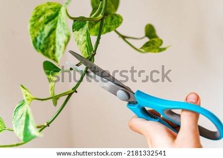 House plant propagation by cutting  Royalty-Free Stock Photo #2181332541