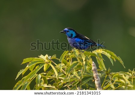 Opal-rumped Tanager perched in  the top of a tree