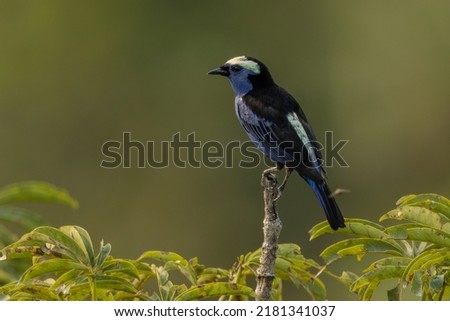 Opal-crowned Tanager perched on a branch in the rainforest