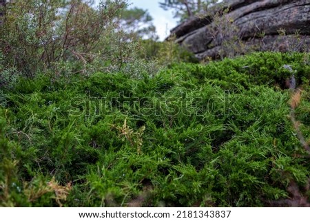 green heather in the stones on the lawn grows in large flakes outdoors beautifully Royalty-Free Stock Photo #2181343837