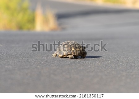 A turtle moves along an asphalt country road. Land wild turtle.