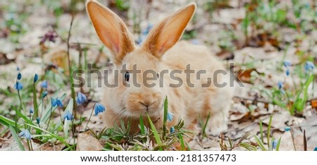 A small fluffy red rabbit on a spring blooming forest fire close-up, a concept for the spring holidays of Easter. Easter Bunny, Photo banner