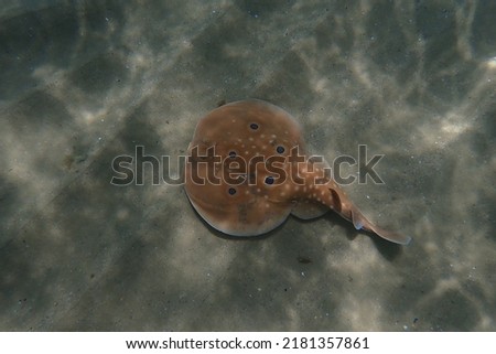 Orange electric ray swimming peacefully at the sea. Royalty-Free Stock Photo #2181357861