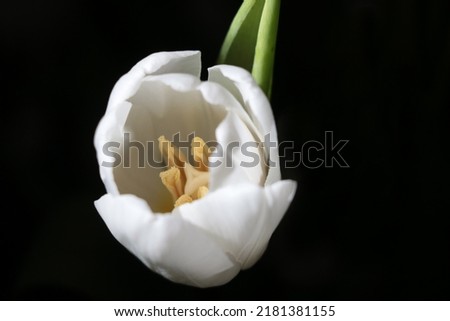 A white blooming tulip on a black background. Isolate the flower