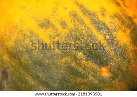 Defocus abstract Textured Background of a Pumpkin. The background image that is green and yellow, the colors of the autumn leaves are perfect, suitable for seasonal use. Autumn art. Out of focus.