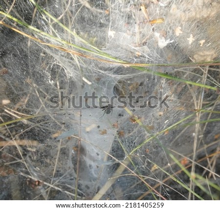 Cobweb on a blooming meadow