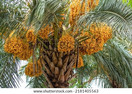 Yellow date fruits on a tree  Royalty-Free Stock Photo #2181405563