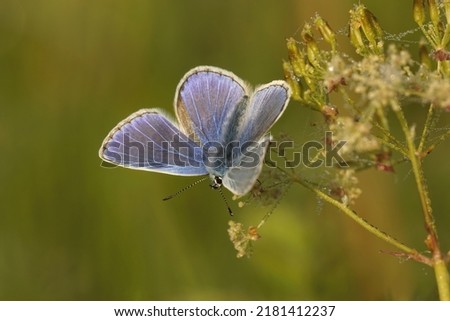 Closeup on a colorful Icarus blue, Polyommatus icarus, with sunbathing open wings Royalty-Free Stock Photo #2181412237