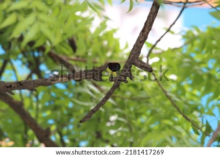 Little Purple-rumped Sunbird on grgreen neeme tree branch