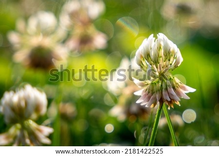 Clover in the morning dew (horizontal or landscape orientation)