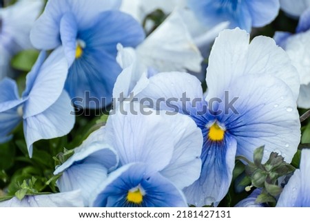 Blue Viola Cornuta pansies flowers with tender petals and yellow center close-up, floral background with blooming heartsease pansy flowers