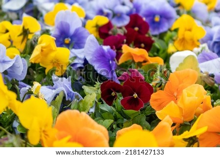 Vibrant colorful yellow, orange, red and blue Viola Cornuta pansies flowers close-up, floral background with blooming colorful heartsease pansy flowers