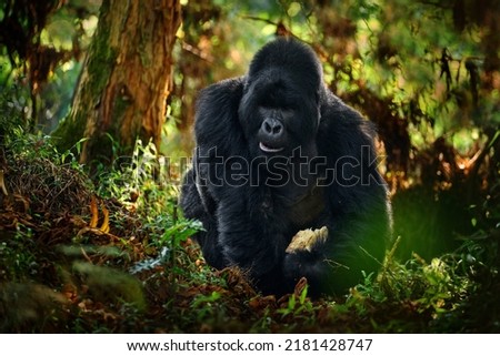 Congo mountain gorilla. Gorilla - wildlife forest portrait . Detail head primate portrait with beautiful eyes. Wildlife scene from nature. Africa. Mountain gorilla monkey ape, Virunga NP.  Royalty-Free Stock Photo #2181428747