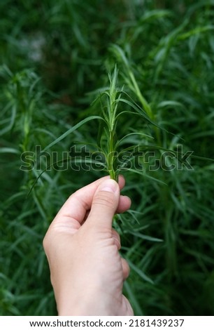 A hand with tarragon on green background. Green tarragon close-up. Harvest of tarragon. Royalty-Free Stock Photo #2181439237