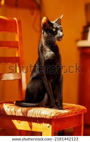 A black oriental cat sits on a chair. Orange background.