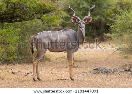 Greater Kudu in natural bushland habitat in an east African protected park Royalty-Free Stock Photo #2181447091