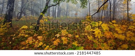Colorful green and golden linden, maple and birch trees in a thick morning fog, Germany. Alley in a city park. Mysterious autumn landscape. Concept image Royalty-Free Stock Photo #2181447485