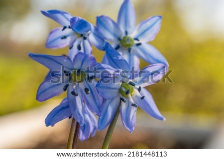 Siberian Squill, Scilla siberica “The Survivor”. With its small, bell-shaped blue blossoms surrounded by gray-green leaves like tiny spears, thrives in cold climates.