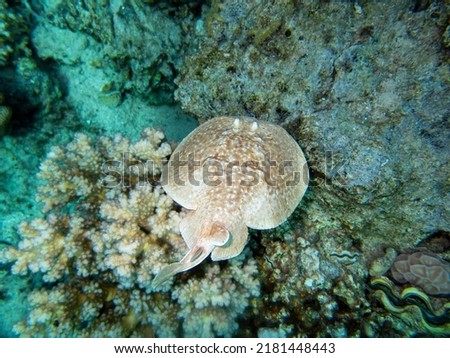 White stingray in the coral reef of the Red Sea, Hurghada, Egypt