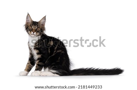 Expressive black tabby Maine Coon cat kitten, sitting side ways with tail streched behind body. Looking curious towards camera. Isolated on a white background.