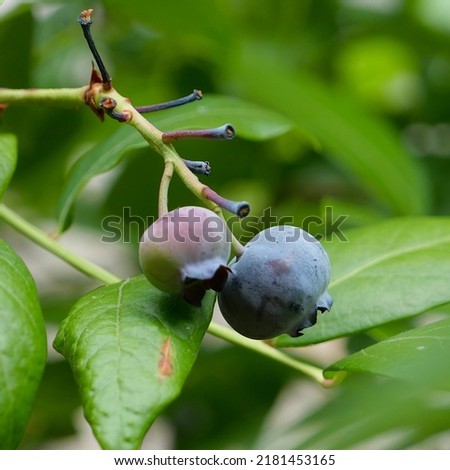 Blueberries - delicious, healthy berry fruits. Vaccinium corymbosum, tall huckleberry. Ripe blue fruits on the healthy green plant. food plantation Royalty-Free Stock Photo #2181453165