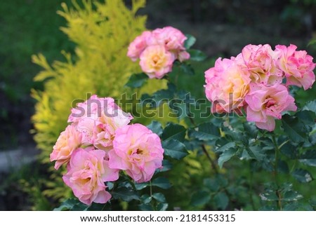 Romantic colorful flowers of park rose Land Lust in a summer garden. Close up. Royalty-Free Stock Photo #2181453315