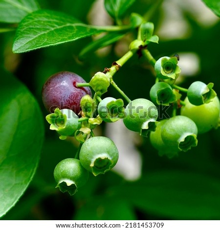 Blueberries - delicious, healthy berry fruits. Vaccinium corymbosum, tall huckleberry. Ripe blue fruits on the healthy green plant. food plantation Royalty-Free Stock Photo #2181453709