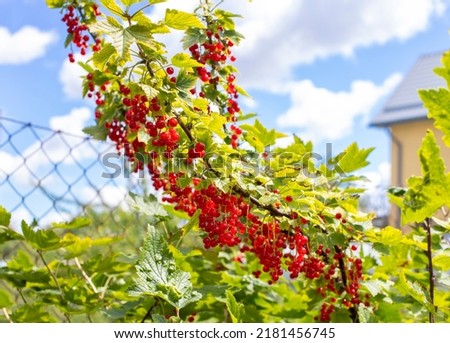 Bush of red currant with red ripe berries.
