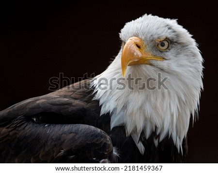The bald eagle is a bird of prey found in North America. A sea eagle, it has two known subspecies and forms a species pair with the white-tailed eagle, which occupies the same niche as the bald eagle.