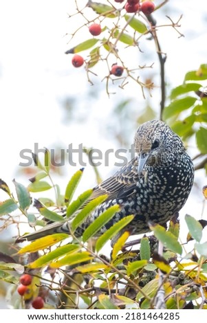 Common starling bird Sturnus vulgaris eating berries fruit during Autumn season