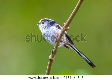 Closeup of a long-tailed tit or long-tailed bushtit, Aegithalos caudatus, bird foraging in a forest during Autumn. A tiny round-bodied tit with a short, stubby bill and a very long, narrow tail. Royalty-Free Stock Photo #2181464343