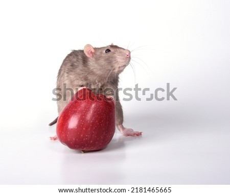 A brown wild breed rat climbed up on a red apple with its front paws marking the property against a white background in the studio with its muzzle raised