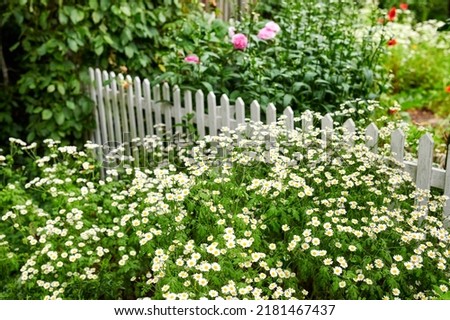 Feverfew flowers growing in a green backyard garden in summer. Landscape view of pretty flowering plants beginning to bloom and blossom in a park or on a lawn in spring. Flora flourishing in nature Royalty-Free Stock Photo #2181467437