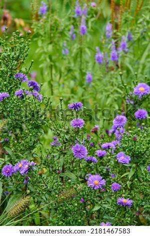 Colorful purple flowers growing in a garden. Closeup of beautiful and vibrant symphyotrichum novi-belgii or new york asters from the asteraceae species blossoming in nature on a sunny day in spring