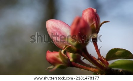 European crab apple, flowers and buds. Blossom in spring season.