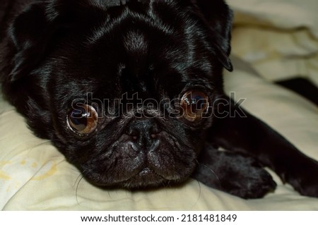Macro photo of a cute black pug on the sofa in the night. Background picture. 