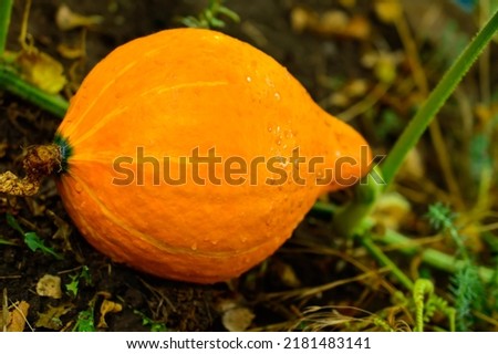 Small yellow pumpkin - close up photo. Background picture.