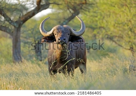 An African buffalo (Syncerus caffer) in natural habitat, Mokala National Park, South Africa
 Royalty-Free Stock Photo #2181486405