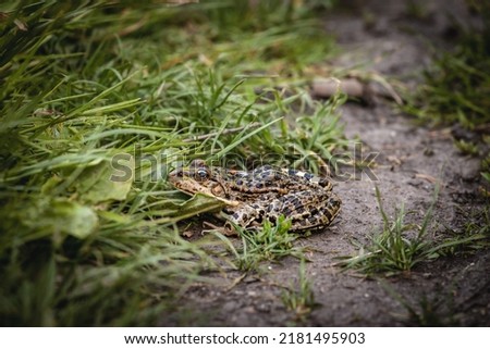 Selective blur on a European common toad, hidden in the grass and mud of a swamp, observing and staring with his eye bulbs. It is a amphibian often found in the waters of Europe. Royalty-Free Stock Photo #2181495903