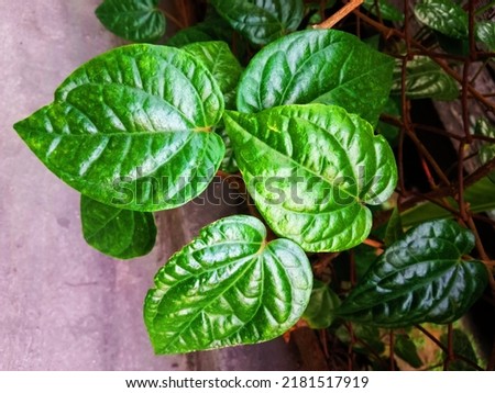 Betel leaf can increase metabolism, thereby stimulating the work of the intestines to absorb essential nutrients and vitamins for the body. Royalty-Free Stock Photo #2181517919